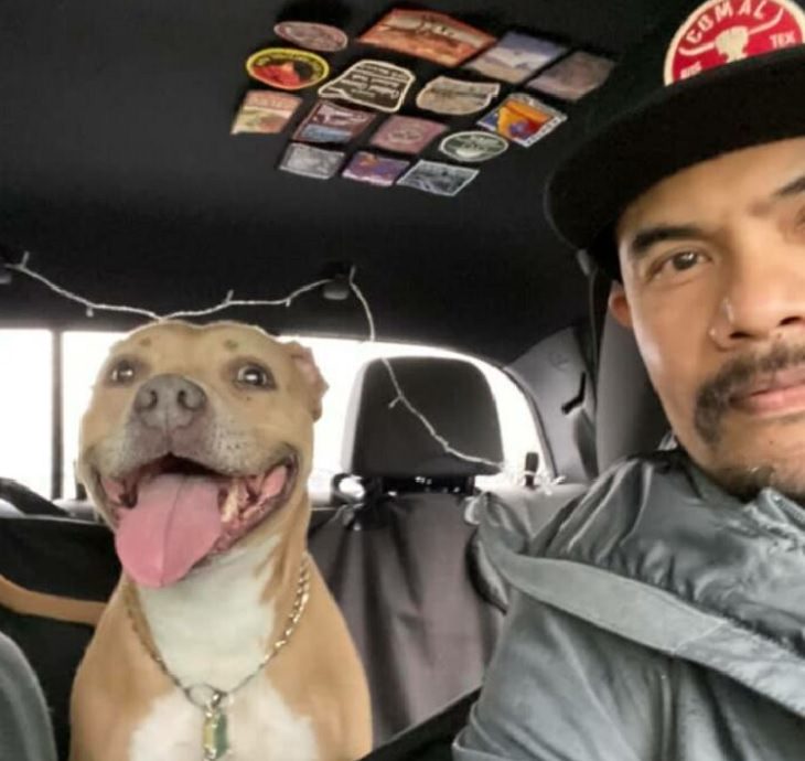 15 Dulces Fotos De Perros Con Las Sonrisas Más Alegres Perro con su dueño en el auto