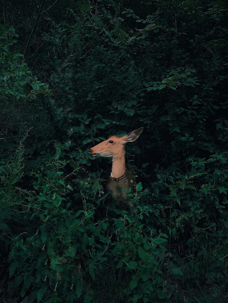 Ganadores De Los Premios De Fotografía Móvil  Naturaleza y vida silvestre, primer lugar: ciervos escondidos en el bosque por Jian Cui