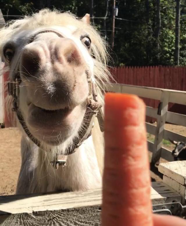 15 Momentos De Animales Divertidos Caballo viendo una zanahoria