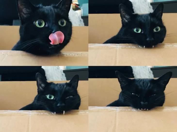 15 Momentos De Animales Divertidos Gato mordiendo el cartón