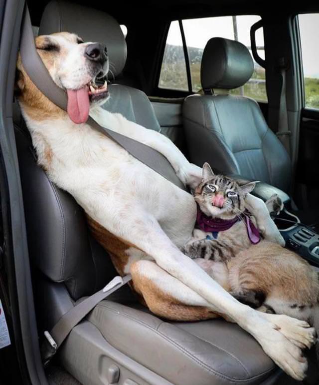 15 Momentos De Animales Divertidos Perro y gato en el asiento delantero del auto