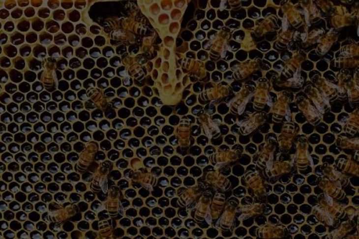 12 Hechos Extraños y Espeluznantes Sobre El Mundo Hay 1 en 6,1 millones que la persona promedio morirá a causa de una picadura de abeja