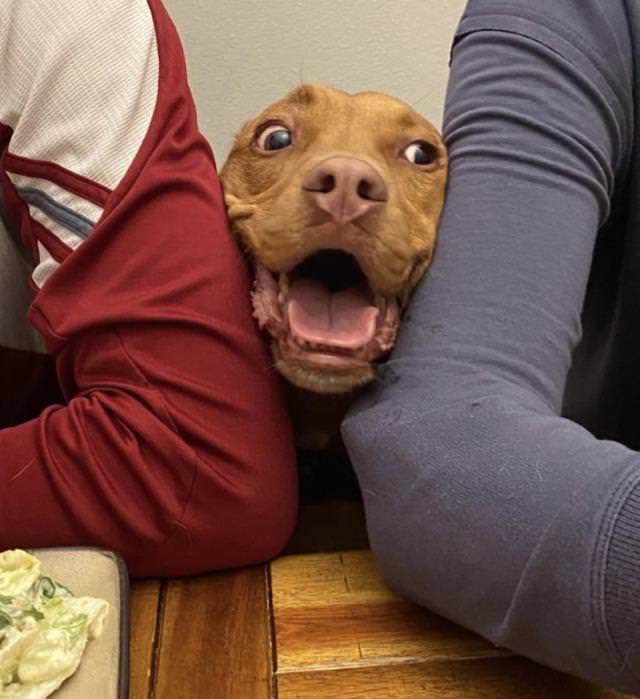15 Momentos De Animales Divertidos Perro sonriendo