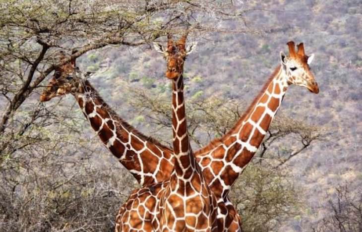 22 Ilusiones Ópticas Que Lograrán Confundirte Girafa de 3 cabezas