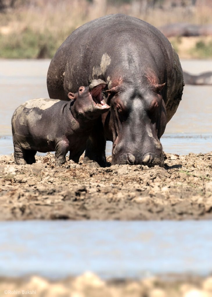  Premios De Fotografía De Comedia De La Vida Silvestre 2021 "Hipopótamo malhumorado" de Rohin Bakshi