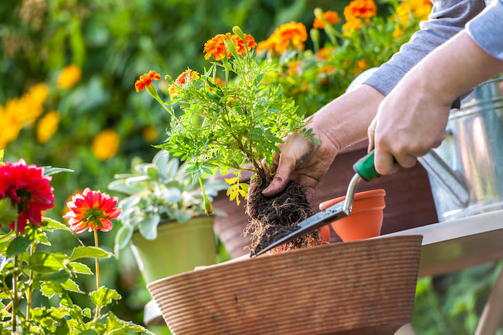 Mitos De Jardineria Que Deben Ser Desmentidos Para obtener la mejor tierra de jardín, debe cultivarla con frecuencia