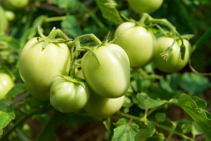 Mitos De Jardineria Que Deben Ser Desmentidos Un alféizar soleado es el mejor lugar para madurar los tomates verdes