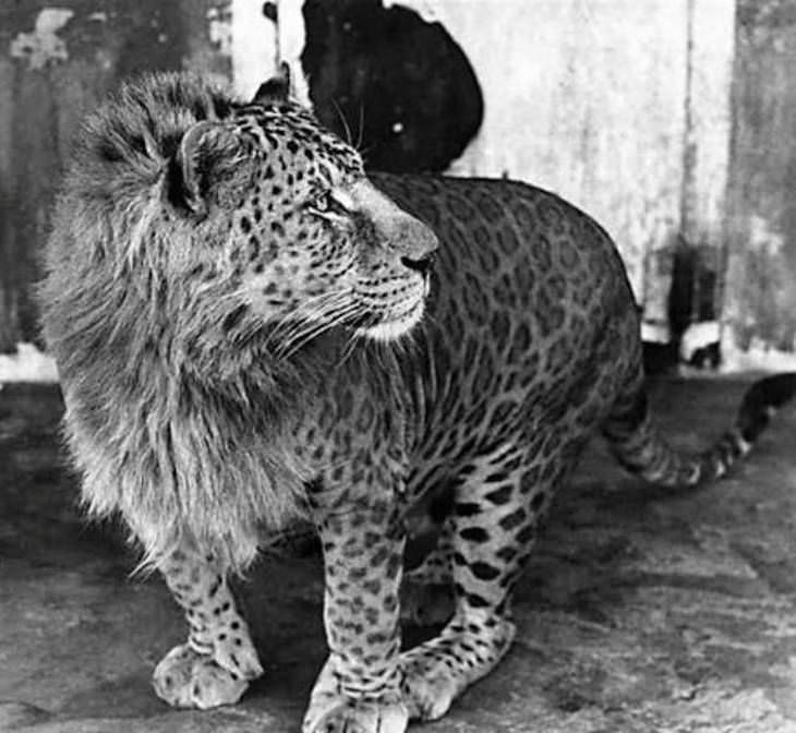 Conmovedoras Fotos Que Nos Muestran La Belleza De La Naturaleza Un Leopon es la descendencia híbrida de un leopardo macho y una leona