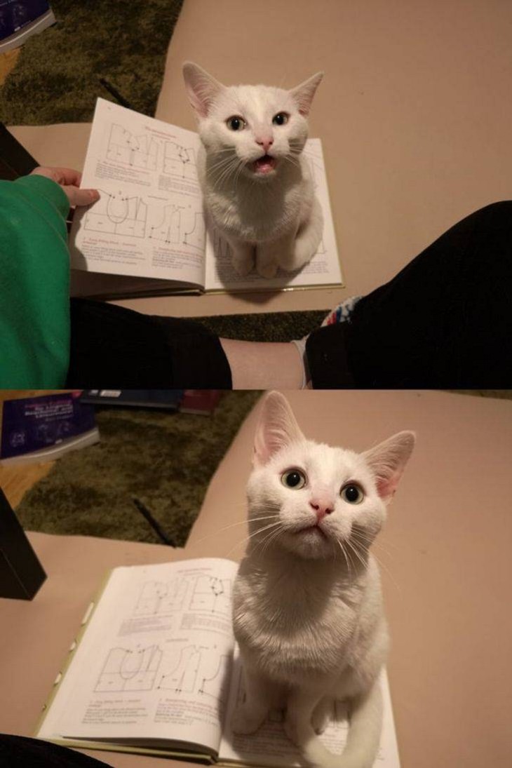 Mascotas Que Exigen La Atención De Sus Dueños Gato sobre un libro
