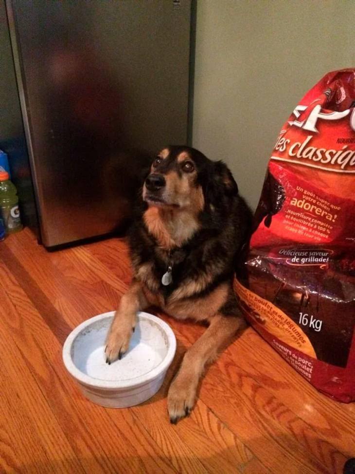 Mascotas Que Exigen La Atención De Sus Dueños Perro con su plato vacío