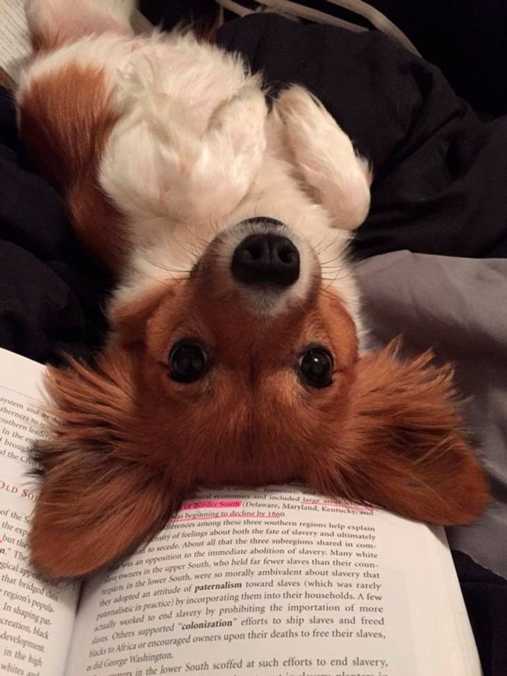 Mascotas Que Exigen La Atención De Sus Dueños Perro recostado sobre el libro