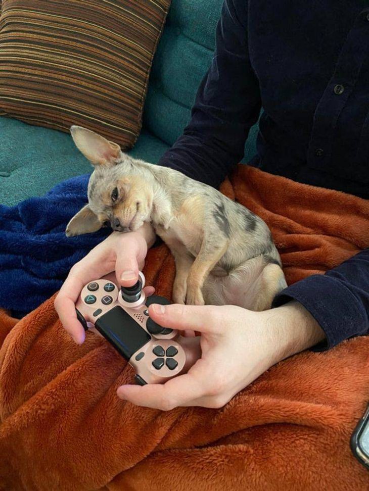 Mascotas Que Exigen La Atención De Sus Dueños Perro sobre el control de videojuego