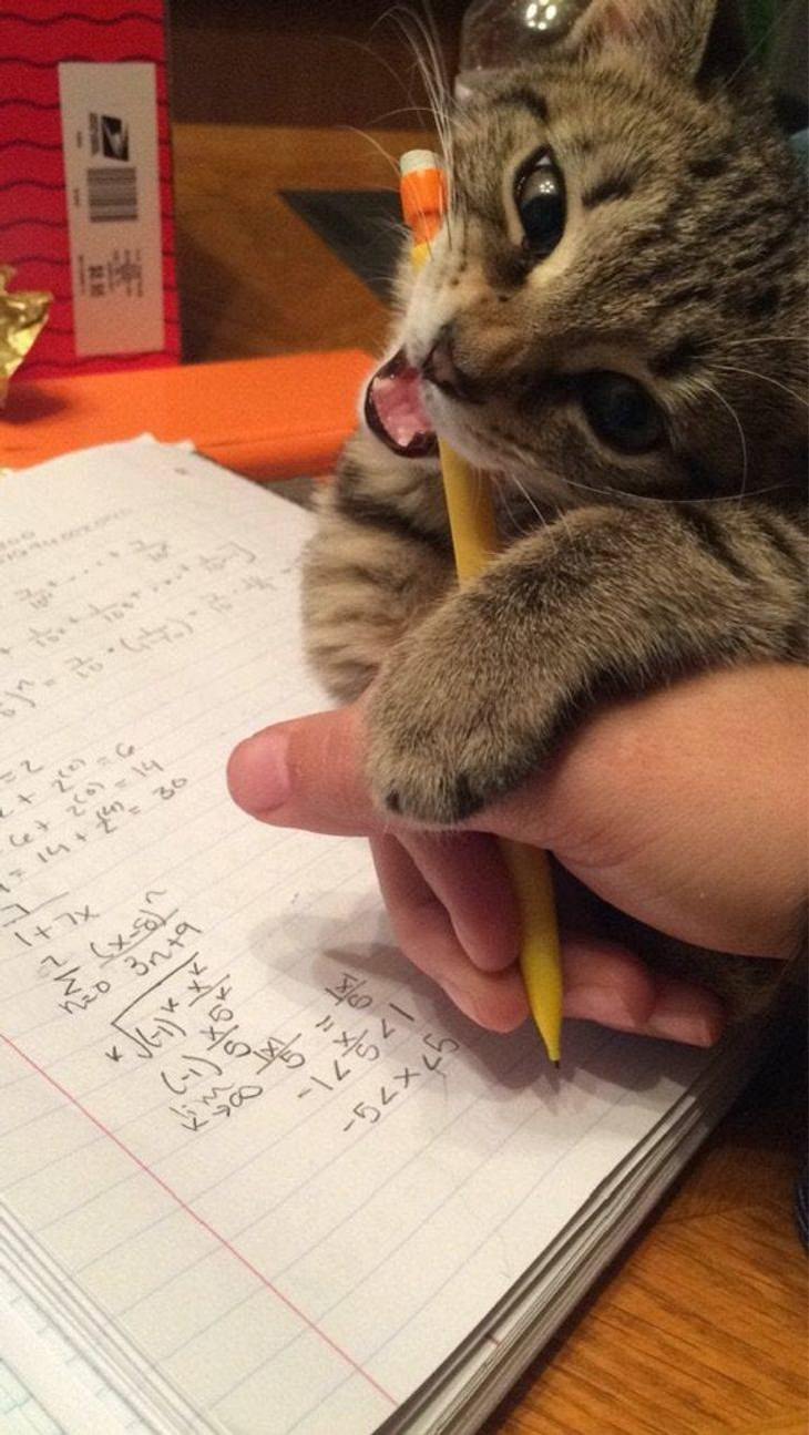  Mascotas Que Exigen La Atención De Sus Dueños Gato mordiendo lápiz