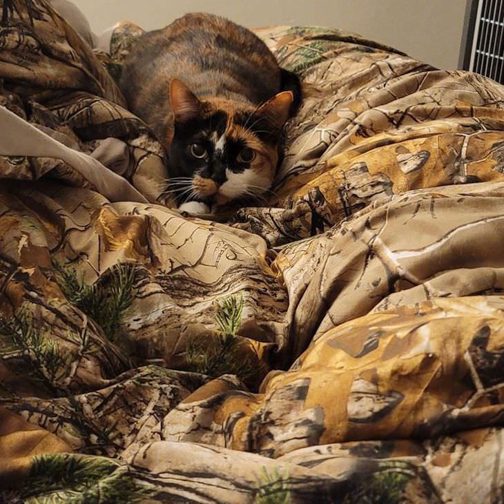 Pets That Blend Into the Background Perfectly cat on bed