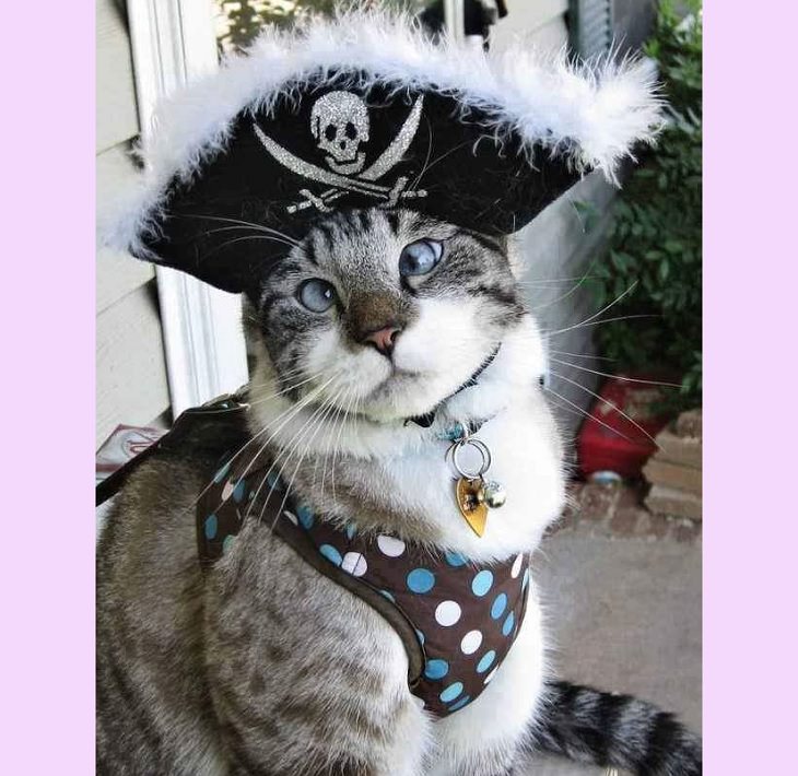 Adorables Fotos De Gatitos Usando Disfraces Pirata