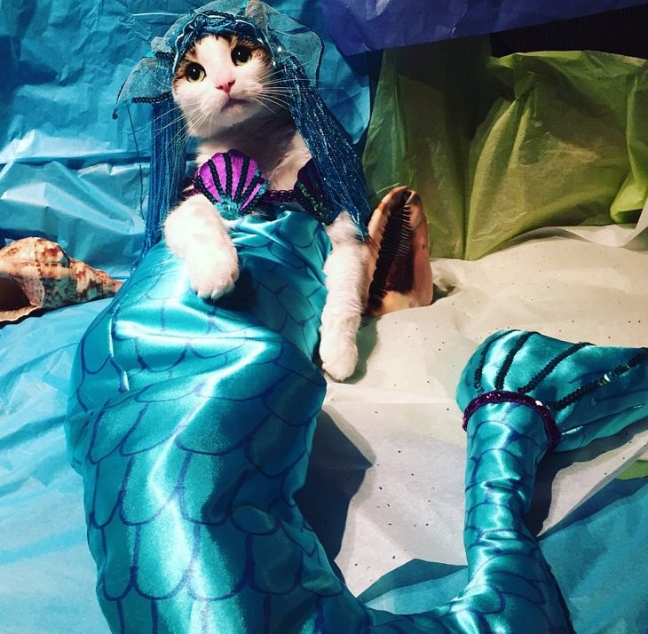 Adorables Fotos De Gatitos Usando Disfraces Sirena
