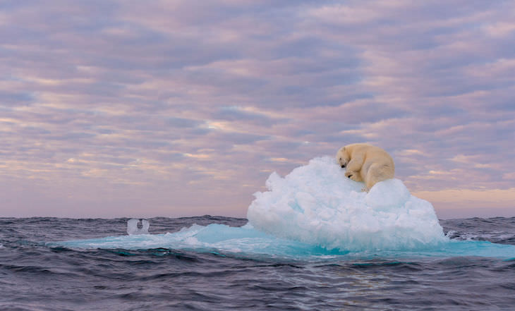 Fotografías Ganadoras Naturaleza  "Tesoro en el hielo" de ‍Marek Jackowski - Finalista de vida acuática