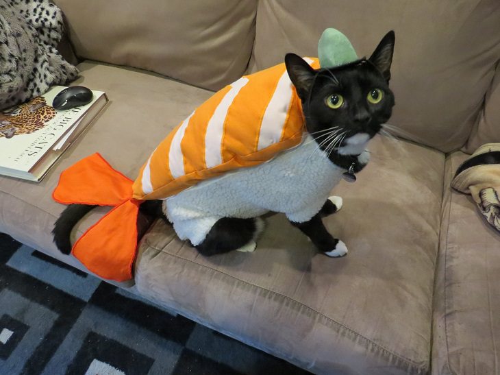 Adorables Fotos De Gatitos Usando Disfraces Nemo