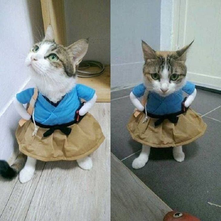 Adorables Fotos De Gatitos Usando Disfraces Vestido