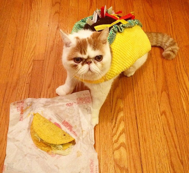 Adorables Fotos De Gatitos Usando Disfraces Taco