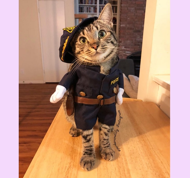Adorables Fotos De Gatitos Usando Disfraces Policía