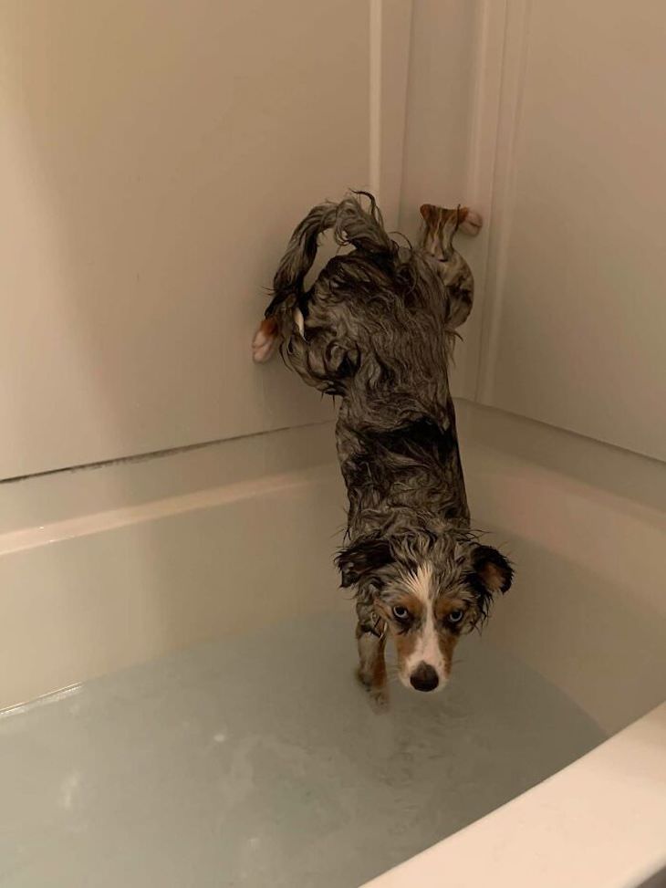 Fotos Muestran Por Qué Los Perros Son Divertidos Perro en una bañera