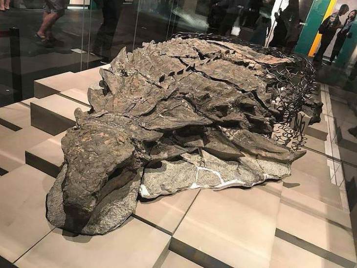 IIncreíbles Exhibiciones De Museos Que Deberías Ver Un fósil de nodosaurio momificado en el Museo Royal Tyrrell en Alberta, Canadá.
