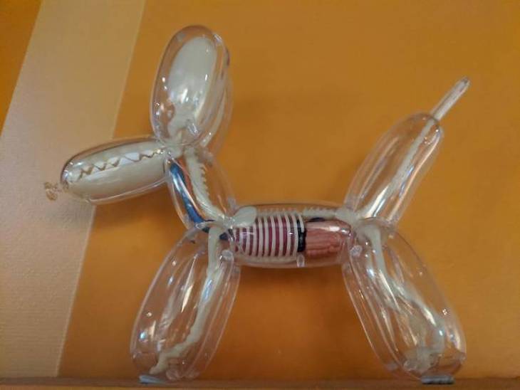Increíbles Exhibiciones De Museos Que Deberías Ver La famosa escultura de un perro con globos de Jeff Koons con órganos y huesos.
