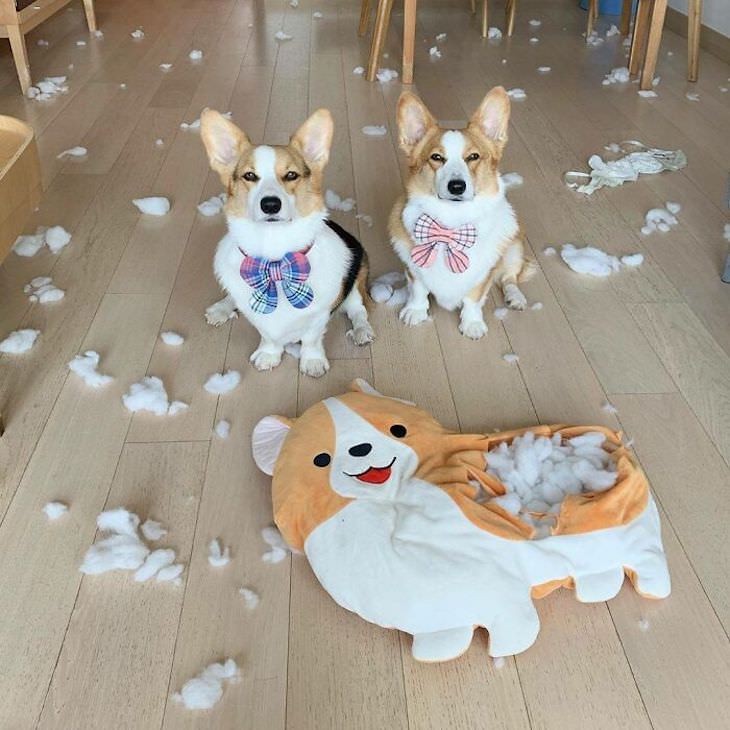 Fotos Muestran Por Qué Los Perros Son Divertidos Perros destruyen perro de juguete