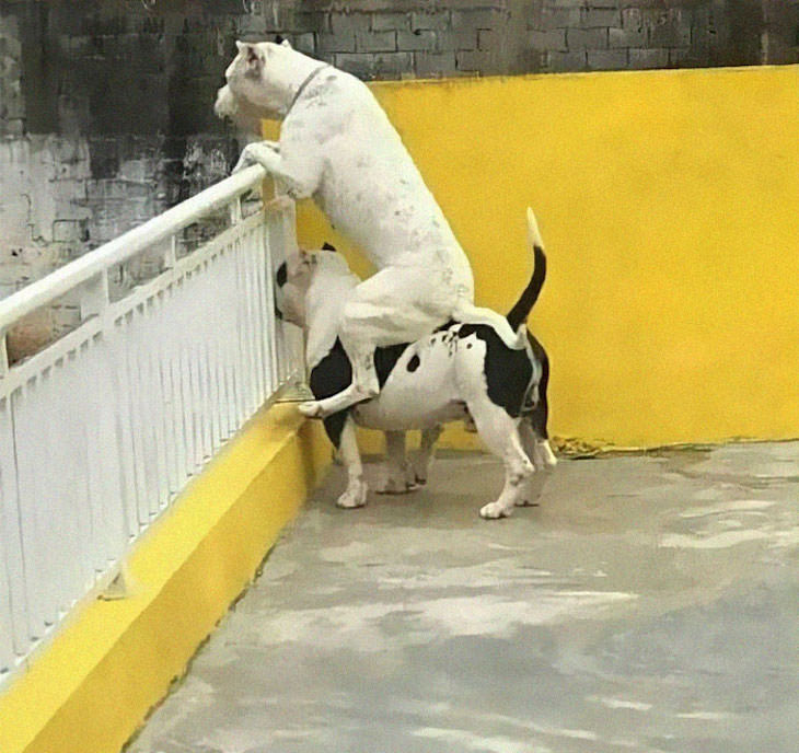 Fotos Muestran Por Qué Los Perros Son Divertidos Un perro arriba de otro espiando