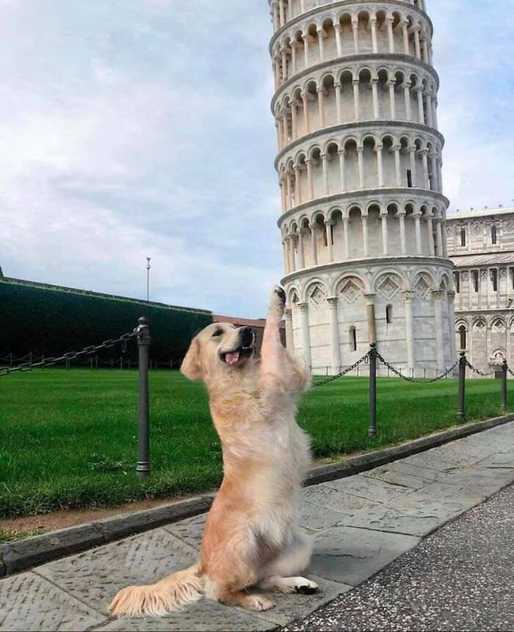 Fotos Muestran Por Qué Los Perros Son Divertidos Labrador en la torre de Pisa