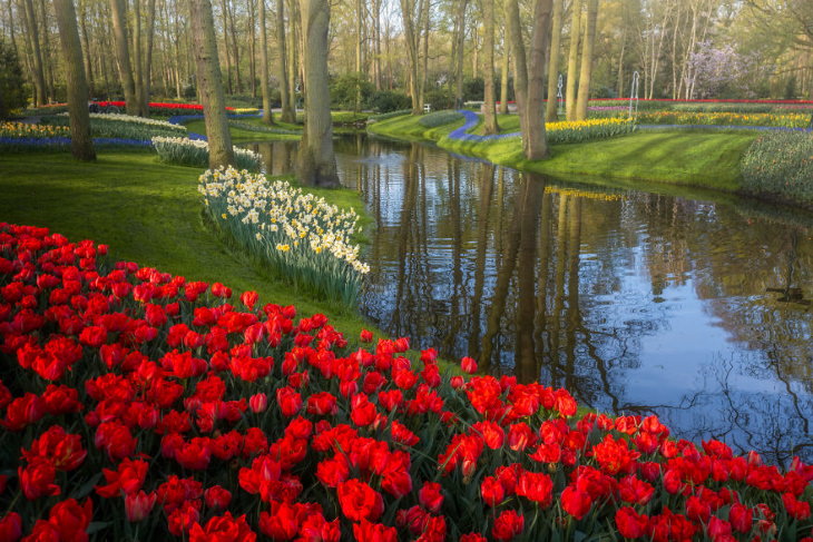 El Jardín De Tulipanes Más Hermoso Del Mundo Tulipanes rojos frente a un lago