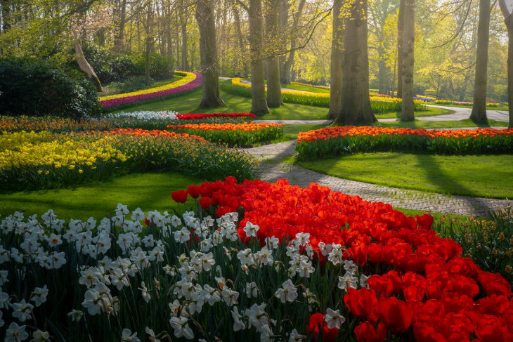 El Jardín De Tulipanes Más Hermoso Del Mundo Tulipanes de colores