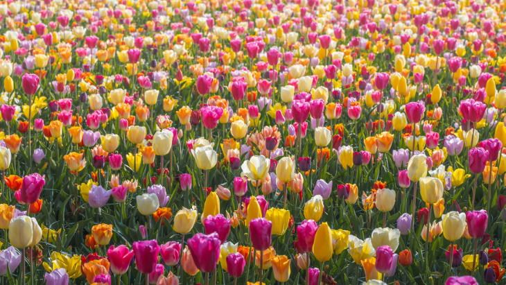El Jardín De Tulipanes Más Hermoso Del Mundo Tulipanes de colores en el campo