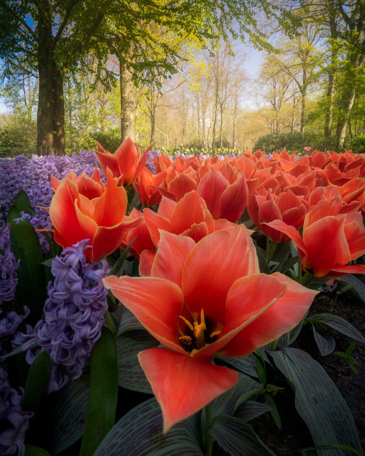 El Jardín De Tulipanes Más Hermoso Del Mundo Tulipanes color naranja