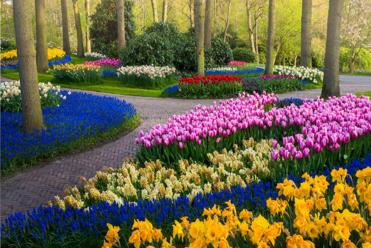 El Jardín De Tulipanes Más Hermoso Del Mundo Tulipanes adornando un sendero