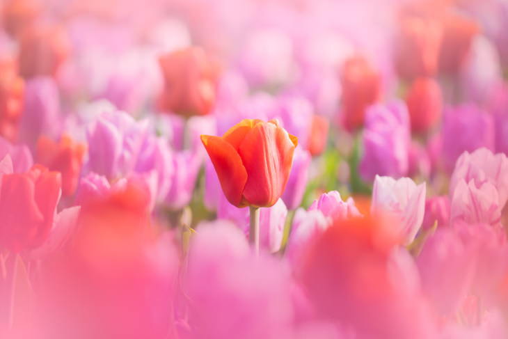 El Jardín De Tulipanes Más Hermoso Del Mundo Tulipanes rojos y rosas