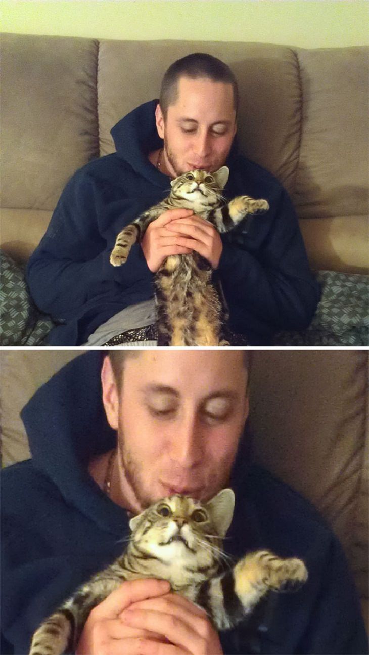 Gatos Que No Quieren Abrazos Dueño besando a su gato