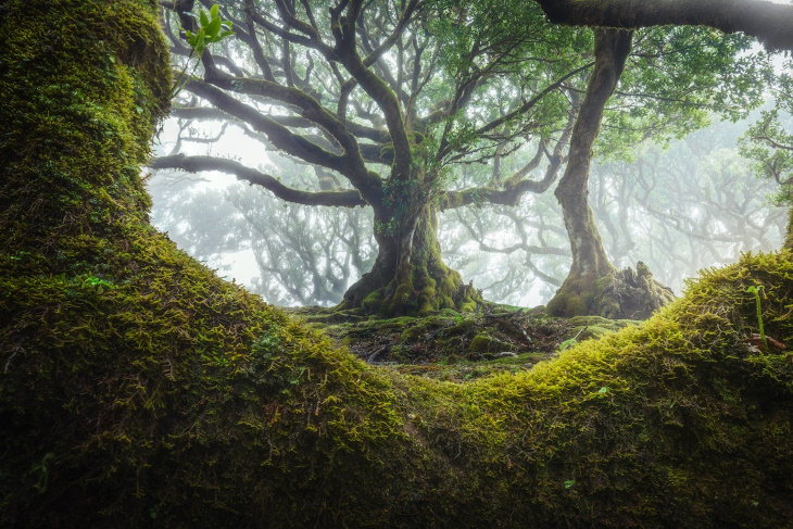 Paisajes Del Bosque De Madeira Árbol enorme