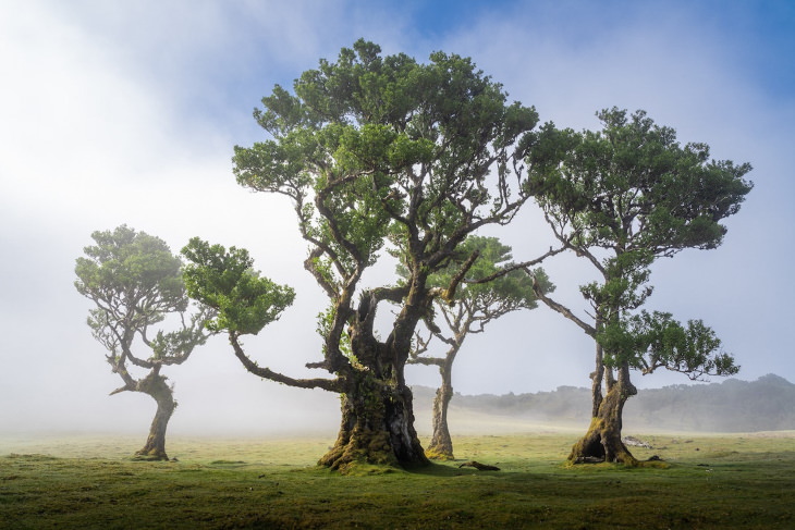 Paisajes Del Bosque De Madeira Hermosos árboles