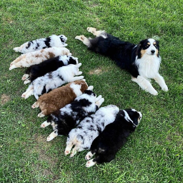 Fotos De Mamás Con Sus Cachorros Perrita descansando con sus cachorros