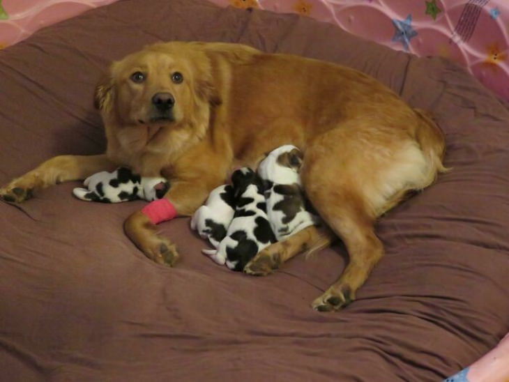 Fotos De Mamás Con Sus Cachorros Perrita con sus cachorros con manchas