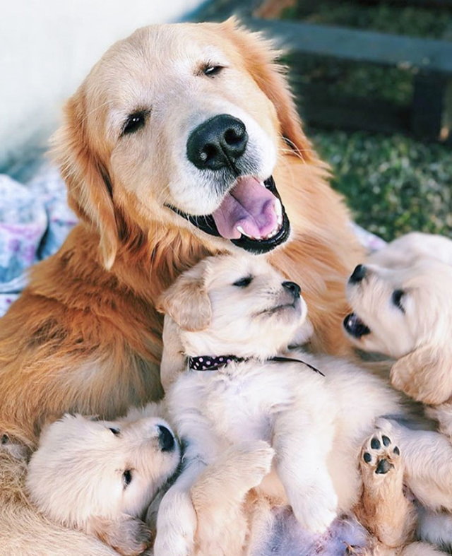 Fotos De Mamás Con Sus Cachorros Sonriendo