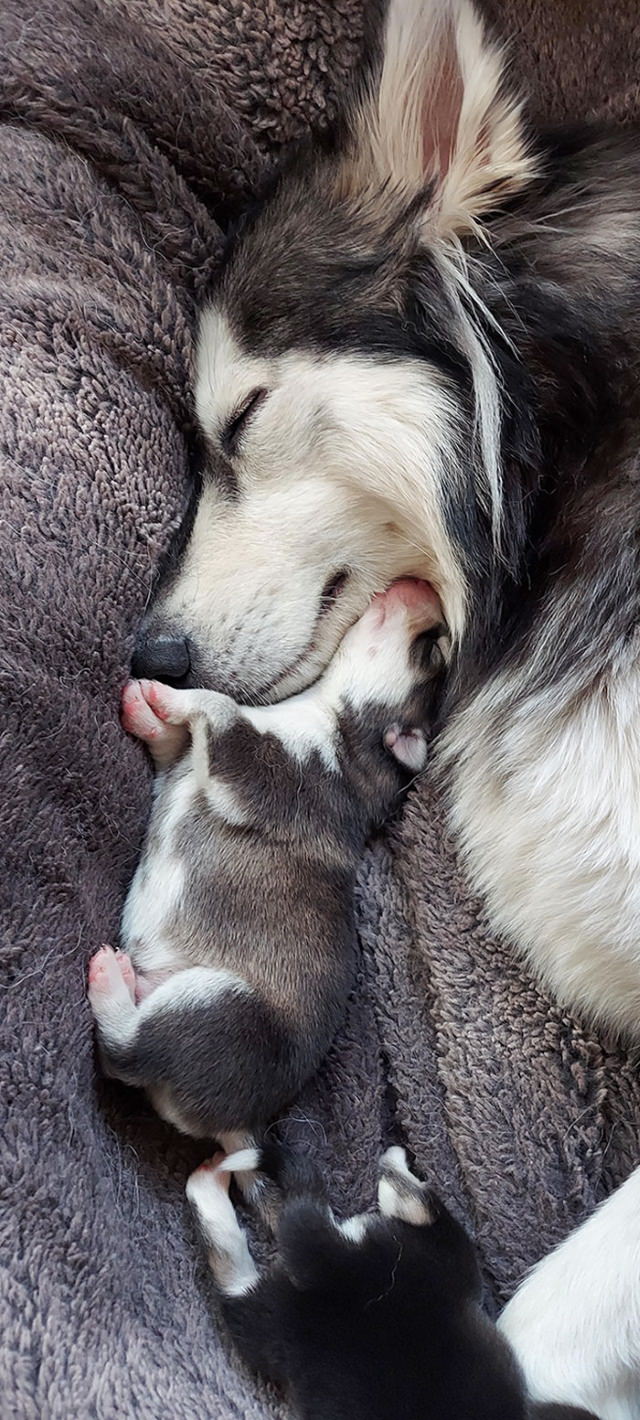 Fotos De Mamás Con Sus Cachorros  Husky con sus cachorros