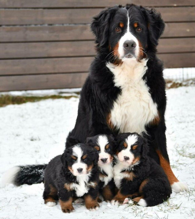 Fotos De Mamás Con Sus Cachorros En la nieve
