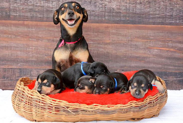 Fotos De Mamás Con Sus Cachorros Chihuahuas