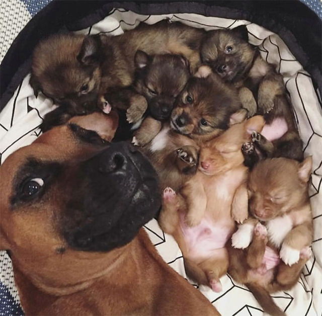 Fotos De Mamás Con Sus Cachorros durmiendo