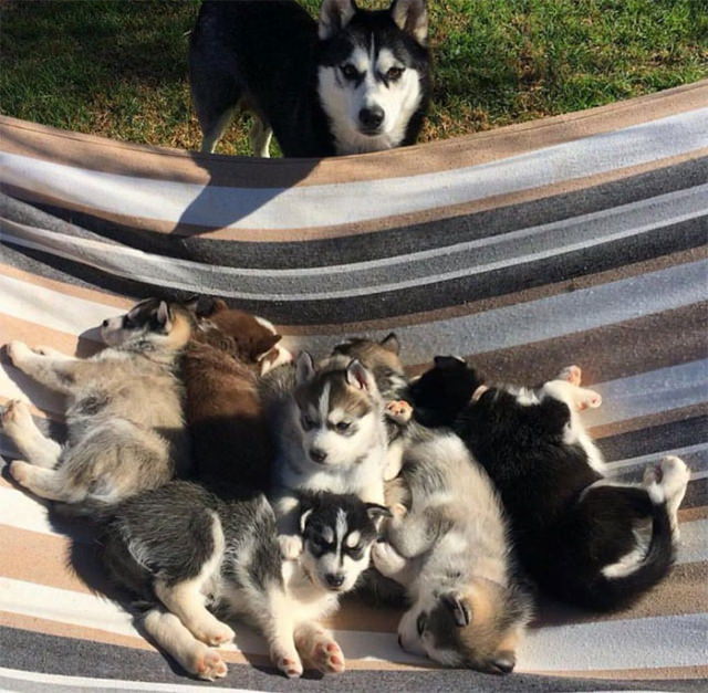 Fotos De Mamás Con Sus Cachorros Cachorros Husky