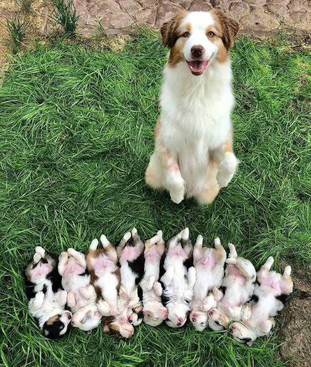 Fotos De Mamás Con Sus Cachorros Sobre el césped