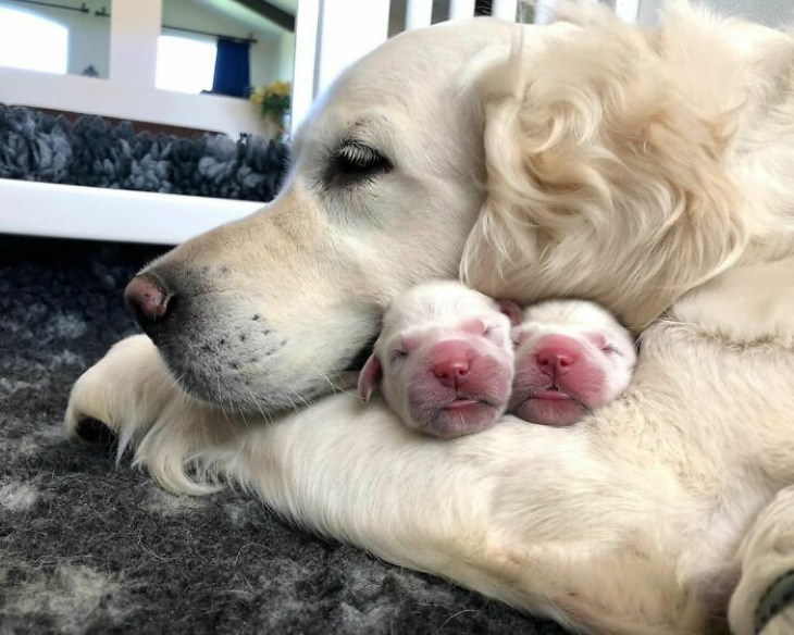 Fotos De Mamás Con Sus Cachorros Perrita abraza a sus crías recién nacidas